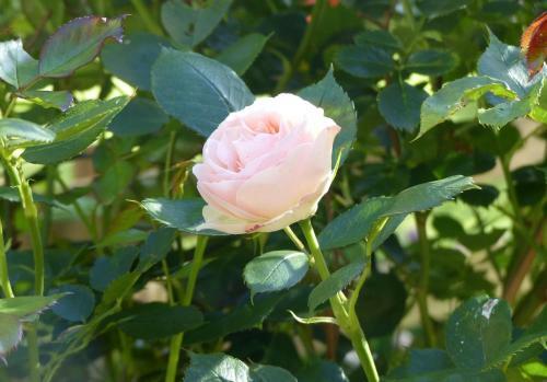 Ici Et La