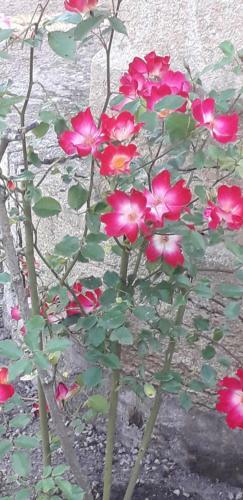 Hostal Chambres D'h�tes La Maison D'apr�s