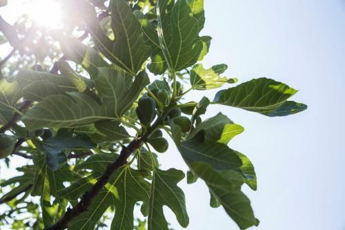 Albergo Mio Boutique Hotel