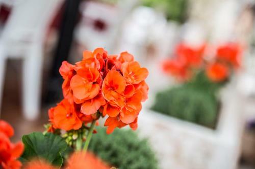 Albergo Mio Boutique Hotel