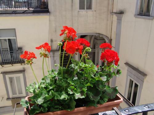 Hostal Terrazza Dei Principi