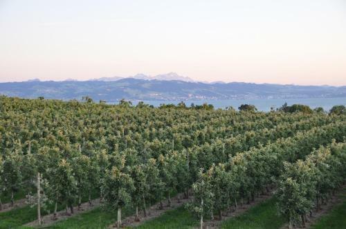 Apartamento Ferienwohnung Weinbergblick