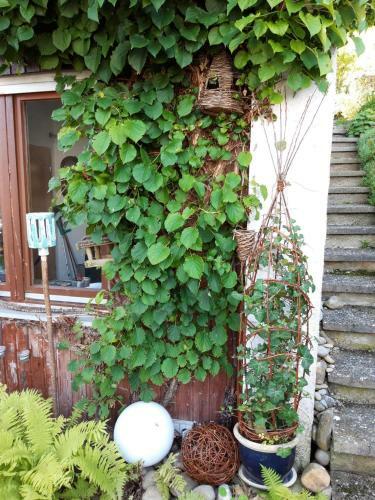 Apartamento Ferienwohnung Rosa M�ller