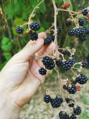 Bed & Breakfast Masseria Le Querciole