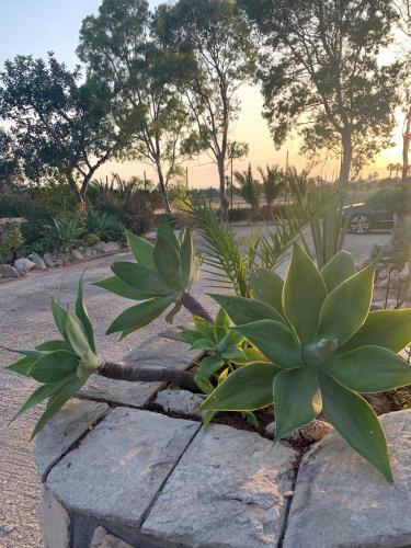 Apartamento Villa Dea