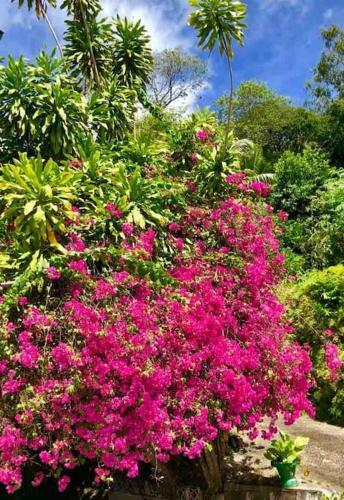 Hilltop South - Villa Bougainville