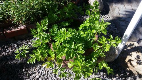 Bed & Breakfast Pension D'avignon