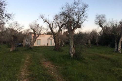 Ca? Dell?agave-le More-villa Immersa Negli Ulivi
