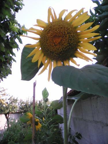 Bed & Breakfast Casa Iovara