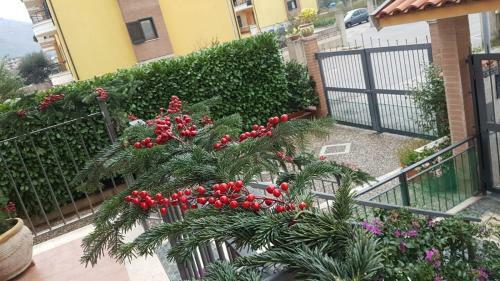 B&B Rossella