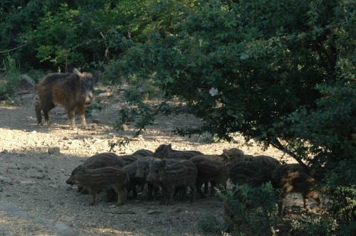Agroturismo Agriturismo Bio Le Macchie Alte