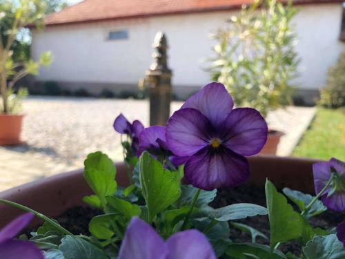 Apartamento S�ra Vend�gh�z