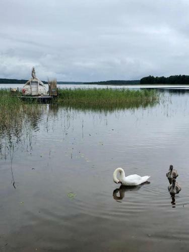 Gulbju M?ja - Swan House