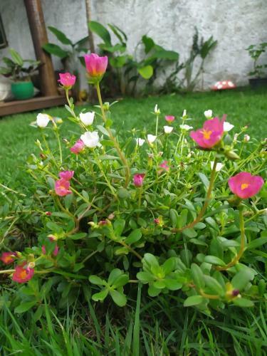 Posada Al�fia Comandatuba