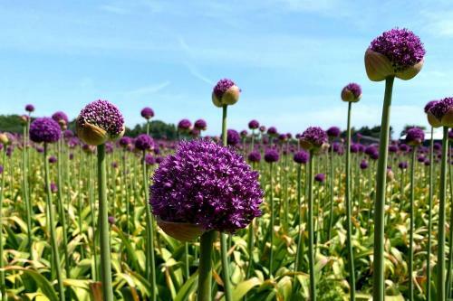 Prachtige Duinvilla's Op Natuurpark