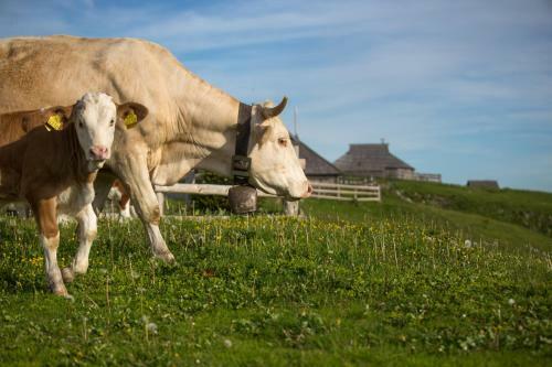 Ko?a Ojstrica - Velika Planina