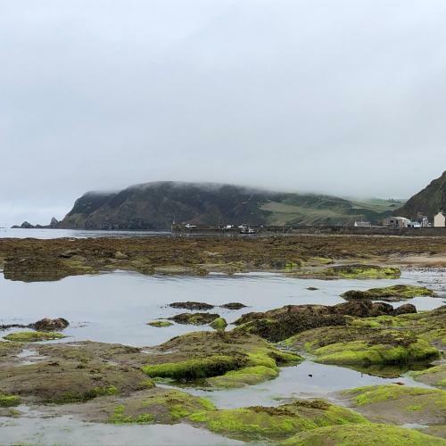 Puffins Nest