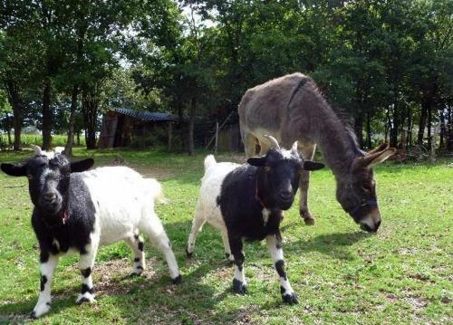 Bed & Breakfast Relais de Chasse Du XVIII Si�cle