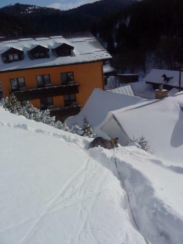 Hostal Goralturist