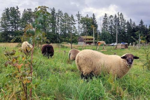 Chalet Bor?vka - Biofarma Na Samot? V Les�ch