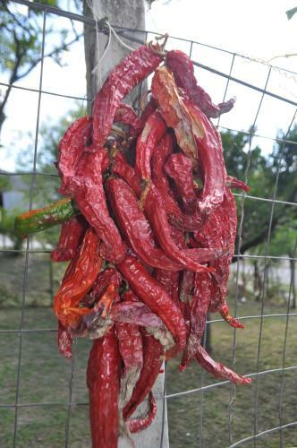 Agroturismo I Cedri Agriturismo