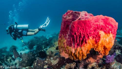 Hotel Forra Dive Resort Sunrise