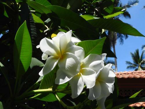 Hotel Laura Guest House Samui