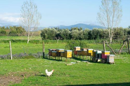 Apartamento Camera Gardenia - B&B Antico Casale