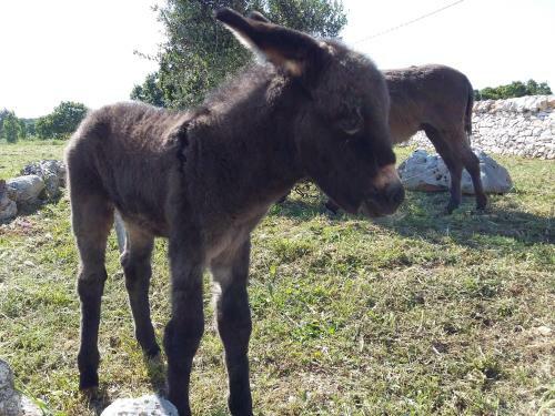 Agroturismo Agriturismo Masseria Casedde Vecchie