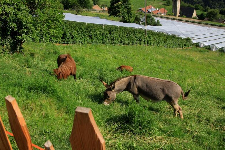 Agroturismo Ausservogelweiderhof
