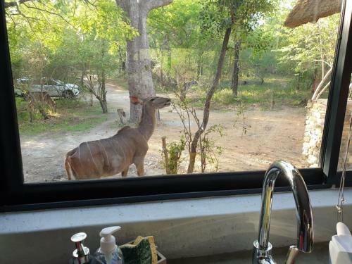 Leadwood Marloth, Kruger Park