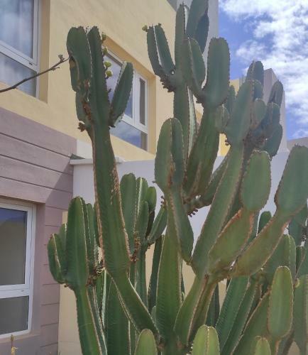 Apartamento Con Azotea Privada #thefunnycactus
