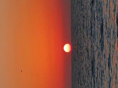 The Peach Flamingo On Sunset Beach