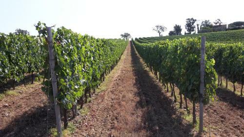 Podere Belvedere Villa Classic Tuscan