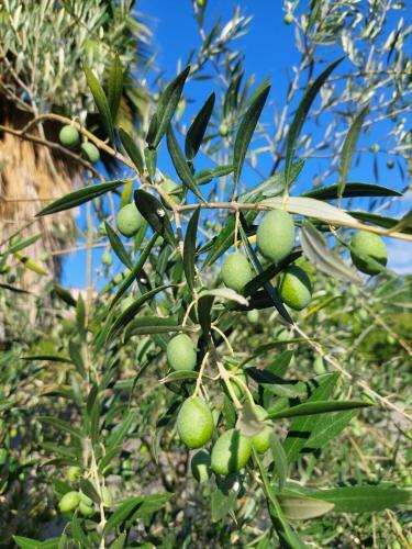 Bed & Breakfast Villa Piersepp