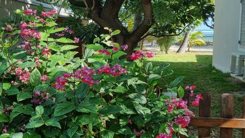 Bungalow "ipom�a" � 2 Pas de La Plage Et Lagon