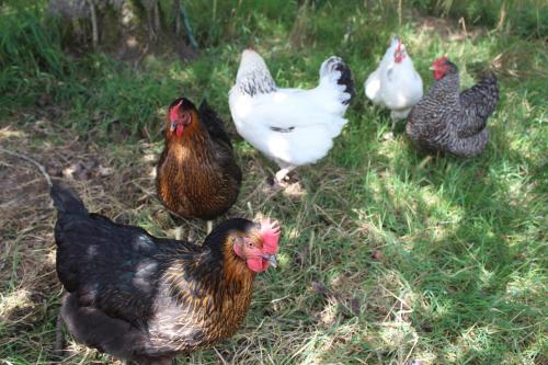Bed & Breakfast La Jeusseliniere