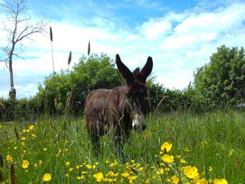 Bed & Breakfast Les Roulottes de La Brauderie