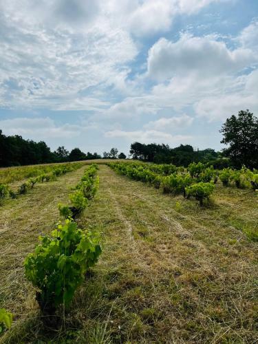 Apartamento G�te Les Vignes de Pich