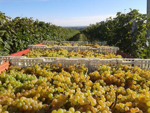Agroturismo Agriturismo E Cantina La Sabbiona