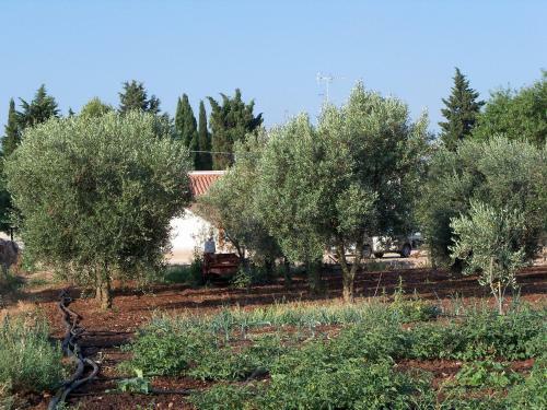 Agroturismo Agriturismo Il Pavone