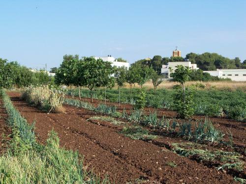 Agroturismo Agriturismo Il Pavone