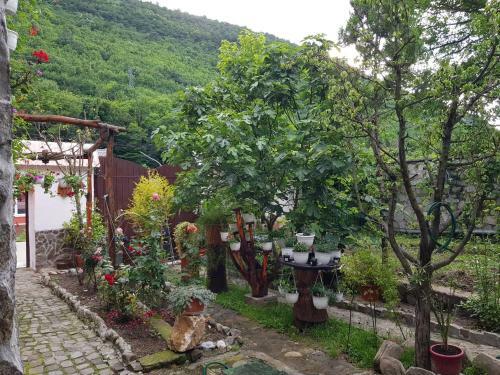 Hostal Pensiunea Casa Montana