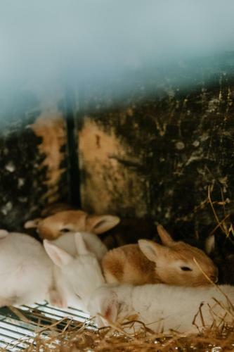 Apartamento The Sycamore House