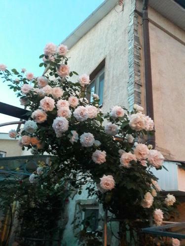 Hostal Guest House Cozy Near Arcadia