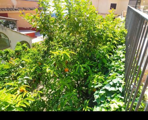 Apartment Marifra Garden