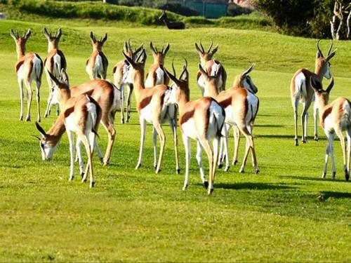 Apartamento Mosselbay Golf Estate