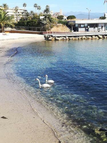 Apartamento Studio Standing Bord de Mer Et Vue