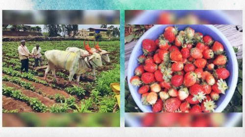 Hotel Strawberry Vacations Villa
