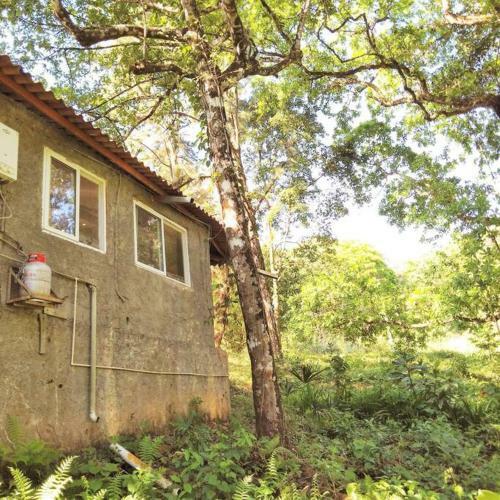 Bungalow In Heart Of Jungle Close To Panama City